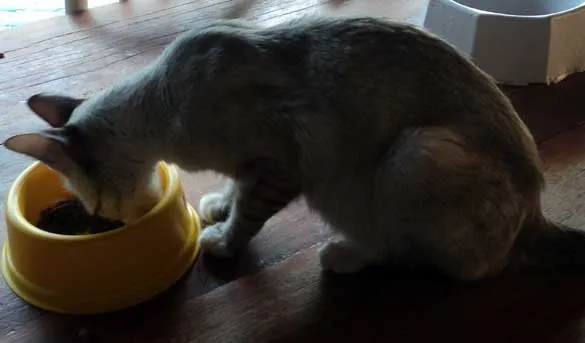 Gato ra a SRD idade  nome Vários