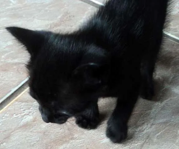 Gato ra a SRD idade  nome Vários