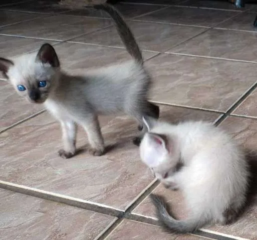 Gato ra a SRD idade  nome Vários
