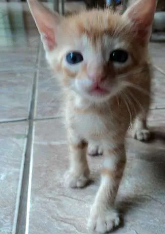 Gato ra a SRD idade  nome Vários