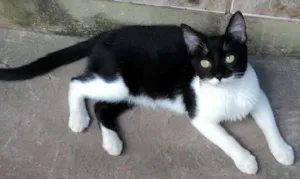 Gato raça SRD idade  nome Vários