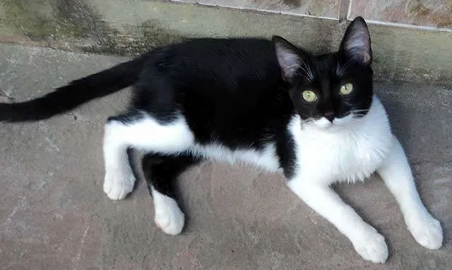 Gato ra a SRD idade  nome Vários