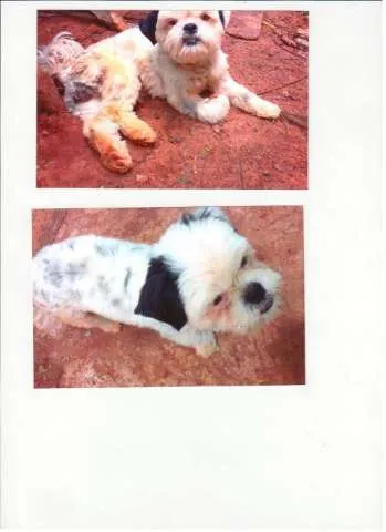 Cachorro ra a Shitzu idade  nome Lost