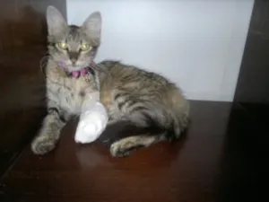 Gato raça SRD idade 7 a 11 meses nome Laysa
