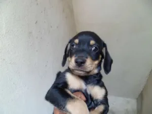 Cachorro raça SRD idade 2 a 6 meses nome Filhotes