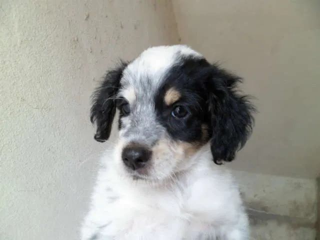 Cachorro ra a SRD idade 2 a 6 meses nome filhote3