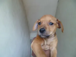 Cachorro raça SRD idade 2 a 6 meses nome Filhote 5