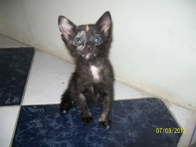 Gato ra a SRD idade Abaixo de 2 meses nome Vários