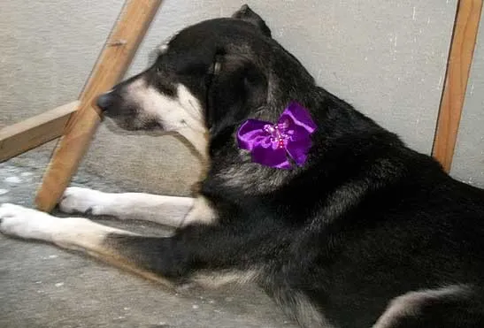 Cachorro ra a SRD idade  nome ENCONTRADA