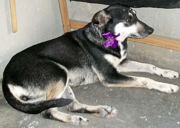 Cachorro ra a SRD idade  nome ENCONTRADA
