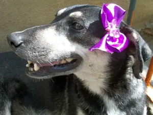 Cachorro raça SRD idade  nome ENCONTRADA