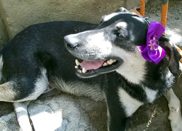 Cachorro ra a SRD idade  nome ENCONTRADA