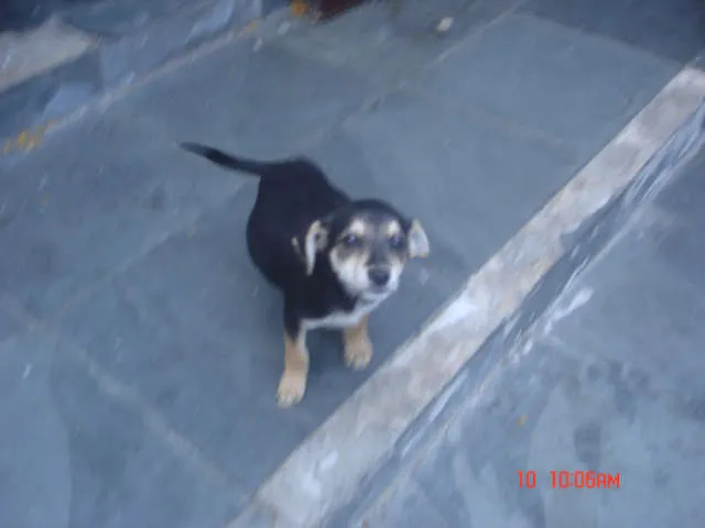 Cachorro ra a Não Definida idade Abaixo de 2 meses nome Francisco