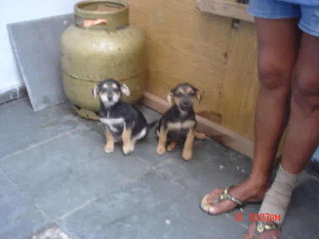 Cachorro ra a Não Definida idade Abaixo de 2 meses nome Benedito