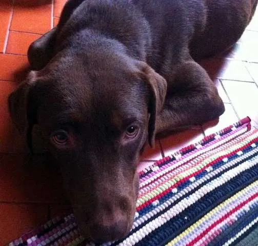 Cachorro ra a Labrador idade 1 ano nome CHERRY
