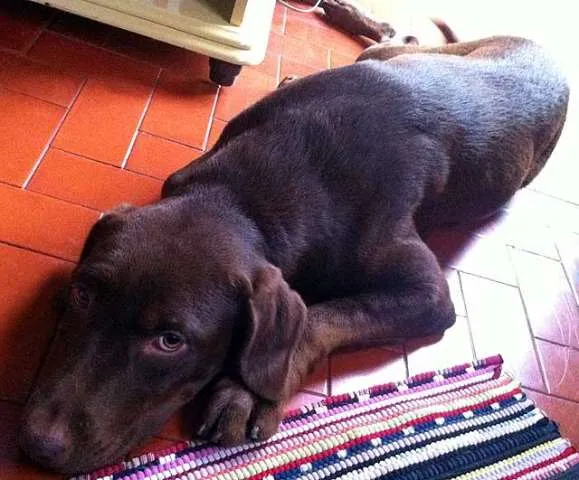 Cachorro ra a Labrador idade 1 ano nome CHERRY