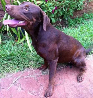 Cachorro raça Labrador idade 1 ano nome CHERRY