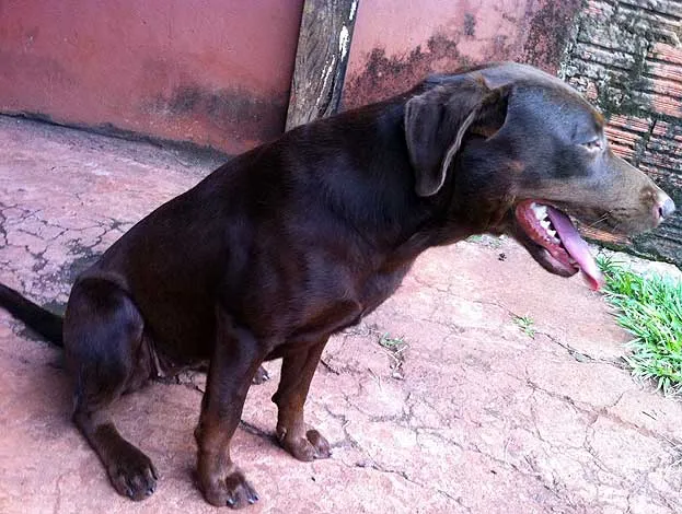Cachorro ra a Labrador idade 1 ano nome CHERRY