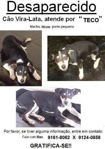 Cachorro ra a VIRA LATA idade 2 a 6 meses nome TECO GRATIFICA