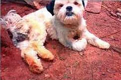 Cachorro raça Shitzu idade  nome Lost
