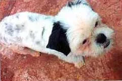 Cachorro ra a Shitzu idade  nome Lost