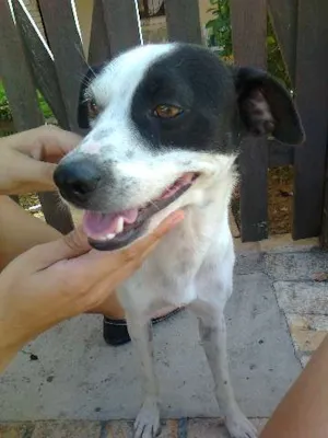 Cachorro raça SRD idade 2 a 6 meses nome Zé