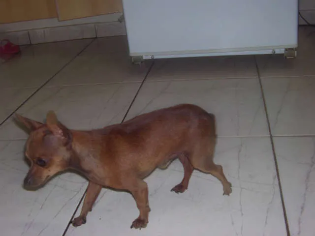 Cachorro ra a Pinscher idade 2 anos nome moleque GRATIFICA