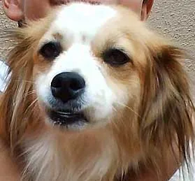 Cachorro raça SRD idade  nome Shakira