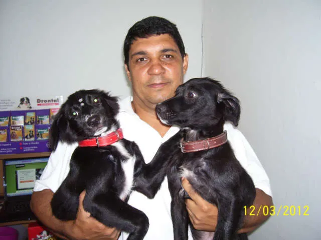 Cachorro ra a SRD idade 2 a 6 meses nome Ainda sem nome