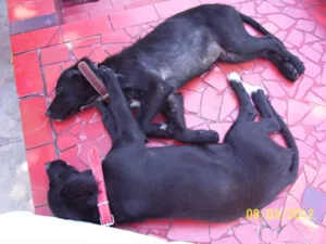 Cachorro raça SRD idade 2 a 6 meses nome Ainda sem nome