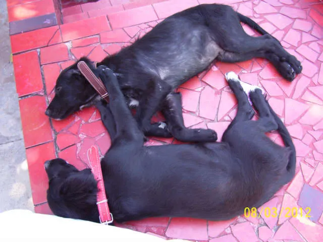 Cachorro ra a SRD idade 2 a 6 meses nome Ainda sem nome