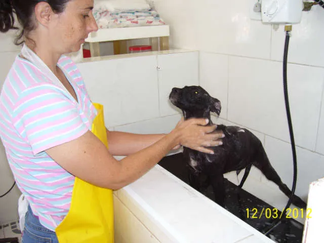 Cachorro ra a SRD idade 2 a 6 meses nome Ainda sem nome