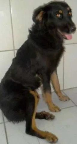 Cachorro ra a mestiça  idade 1 ano nome Belinha