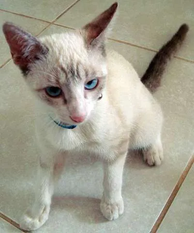 Gato ra a SRD idade 2 a 6 meses nome CHICO/BENTO