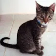 CHICO/BENTO