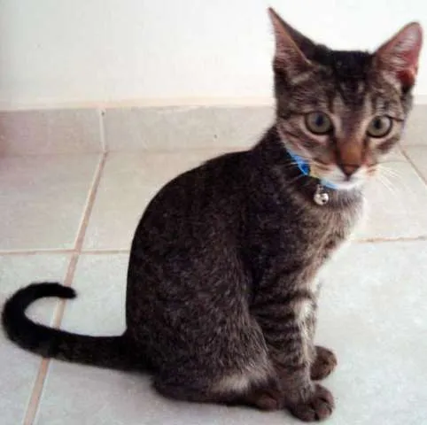 Gato ra a SRD idade 2 a 6 meses nome CHICO/BENTO