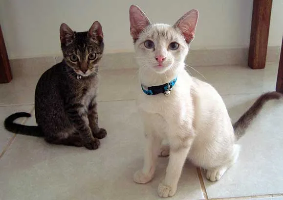 Gato ra a SRD idade 2 a 6 meses nome CHICO/BENTO