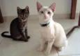 CHICO/BENTO