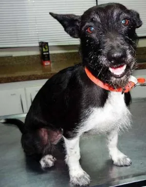 Cachorro raça SRD idade  nome PÉROLA