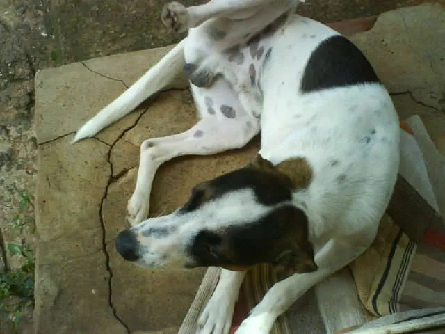 Cachorro ra a VIRA LATA idade 7 a 11 meses nome BOB GRATIFICA