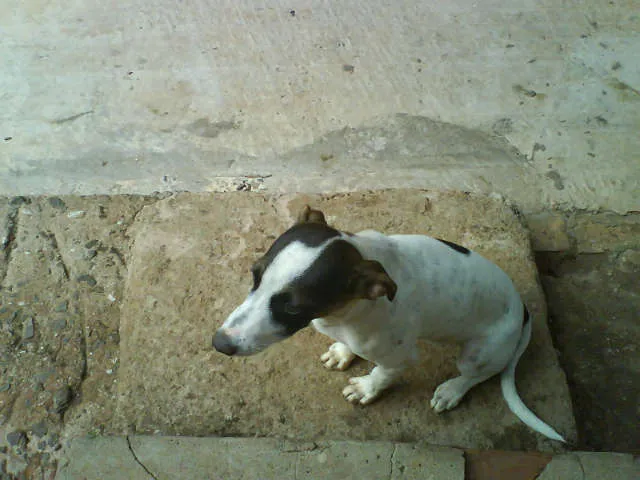 Cachorro ra a VIRA LATA idade 7 a 11 meses nome BOB GRATIFICA