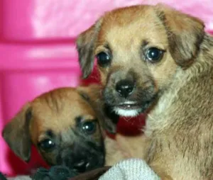Cachorro raça SRD idade  nome VÁRIOS
