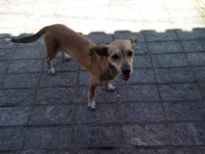 Cachorro raça SRD idade  nome PIPOCA