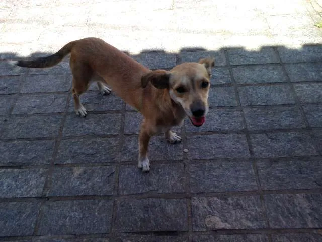 Cachorro ra a SRD idade nome PIPOCA