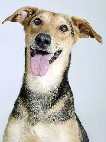 Cachorro ra a SRD idade 1 ano nome Vários