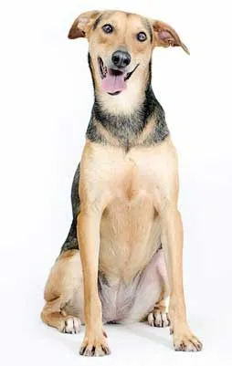 Cachorro raça SRD idade 1 ano nome Vários