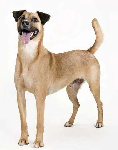 Cachorro ra a SRD idade 1 ano nome Vários
