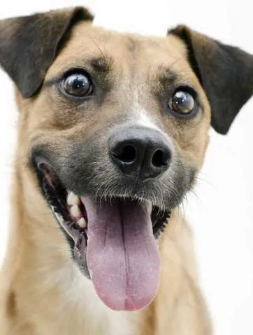 Cachorro ra a SRD idade 1 ano nome Vários