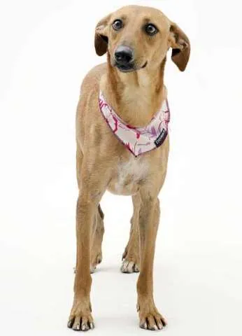 Cachorro ra a SRD idade 1 ano nome Vários