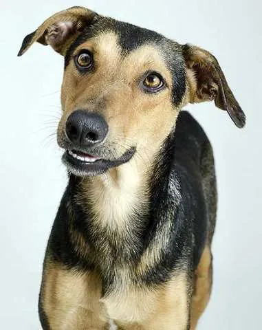 Cachorro ra a SRD idade 1 ano nome Vários